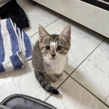 Roxy & Roseanne -  Domestic Short Hair Cat for Adoption in Ardsley, New York - Roxy & Roseanne | PetCurious