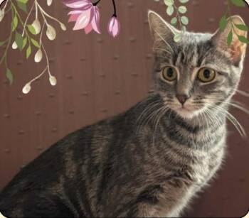 Rescue Domestic Short Hair Cats for Adoption in Schnecksville, Pennsylvania - RAYOLYTE | PetCurious