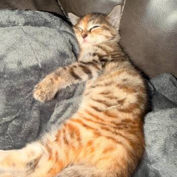 Mochi -  Domestic Short Hair Cat for Adoption in Madison, Wisconsin - Mochi | PetCurious