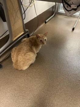 Sam -  Domestic Short Hair Cat for Adoption in Wichita, Kansas - Sam | PetCurious