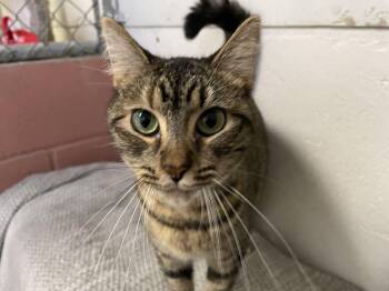 Rescue Tabby Cats for Adoption in Midway City, California - Mitzie | PetCurious