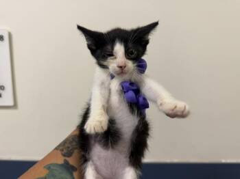 BISCUIT -  Domestic Short Hair Cat for Adoption in Doral, Florida - BISCUIT | PetCurious