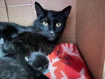 Domestic Short Hair Cats Available for Adoption in Newaygo, Michigan - CORALINE | PetCurious
