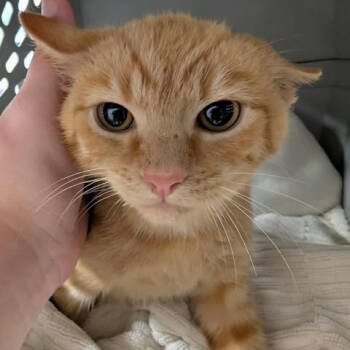 Rescue Domestic Short Hair Cats for Adoption in Fredericksburg, Virginia - Weaselsnout | PetCurious