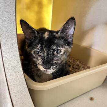 Grande -  Domestic Short Hair Cat for Adoption in West Palm Beach, Florida - Grande | PetCurious