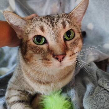Mystery -  Domestic Short Hair Cat for Adoption in Jasonville, Indiana - Mystery | PetCurious