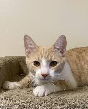 Phoenix -  Domestic Short Hair Cat for Adoption in Los Angeles, California - Phoenix | PetCurious