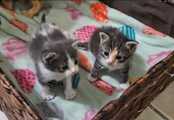 Rescue Domestic Short Hair Cats for Adoption in Plano, Texas - Ladybug | PetCurious