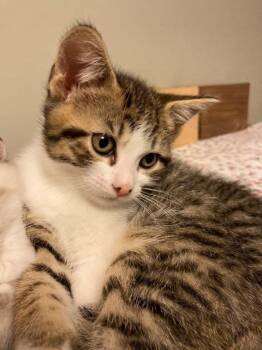 Rescue Domestic Short Hair Cats for Adoption in Sidney, British Columbia - Filius | PetCurious