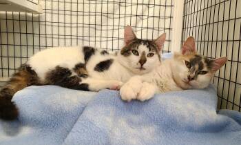 Hillary & Halston -  Domestic Short Hair Cat Available for Adoption in Kirkland, Washington - Hillary & Halston | PetCurious