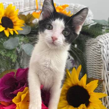 Sage Klark 56212 -  Domestic Short Hair Cat for Adoption in Eaton Rapids, Michigan - Sage Klark 56212 | PetCurious