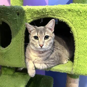 Sherlock -  Domestic Short Hair Cat for Adoption in Nacogdoches, Texas - Sherlock | PetCurious