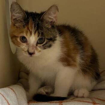Teapot -  Domestic Short Hair Cat for Adoption in Kanab, Utah - Teapot | PetCurious