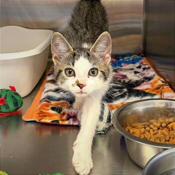 Domestic Short Hair Cats Available for Adoption in Hannibal, Missouri - Ms. Captain Toot | PetCurious