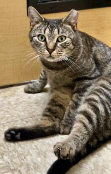 Rescue Tabby and Domestic Short Hair Cats for Adoption in Red Bank, New Jersey - Beatrice | PetCurious