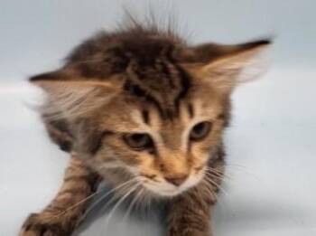 Mary -  Domestic Short Hair Cat for Adoption in Minneapolis, Minnesota - Mary | PetCurious
