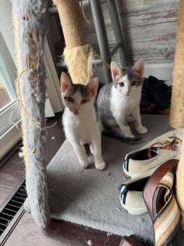 Bucket -  Tabby and Domestic Short Hair Cat for Adoption in Minneapolis, Minnesota - Bucket | PetCurious