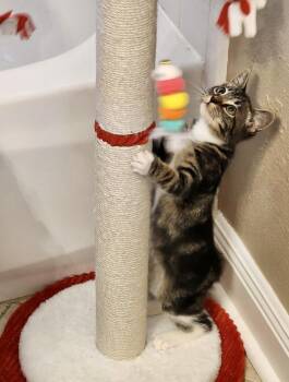 Jaspurr -  Tabby Cat for Adoption in Houston, Texas - Jaspurr | PetCurious