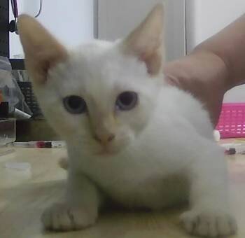 Cardinal -  Siamese Cat for Adoption in Dayton, Minnesota - Cardinal | PetCurious