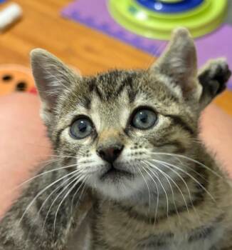 Milo -  Tabby Cat for Adoption in San Antonio, Texas - Milo | PetCurious