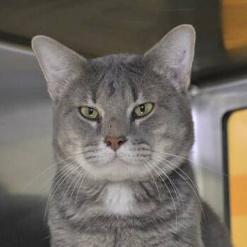 Domestic Short Hair Cats Available for Adoption - Meowser | PetCurious