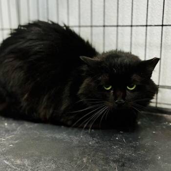 Mister -  Domestic Long Hair Cat for Adoption in Lebanon, Missouri - Mister | PetCurious