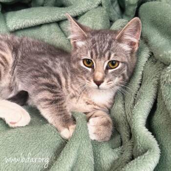 Chips -  Domestic Short Hair Cat for Adoption in Cheyenne, Wyoming - Chips | PetCurious