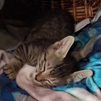 Thor -  Domestic Short Hair Cat for Adoption in Nampa, Idaho - Thor | PetCurious