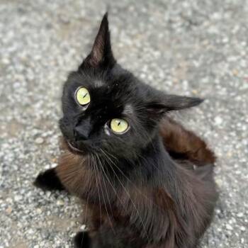 Ruby -  Domestic Long Hair Cat for Adoption in Carmel, Indiana - Ruby | PetCurious