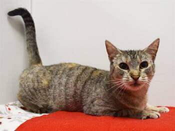 Domestic Short Hair Cats Available for Adoption - ETTA | PetCurious