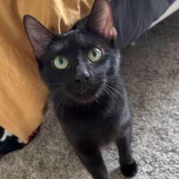 Domestic Short Hair Cats Available for Adoption in Tulsa, Oklahoma - Momma | PetCurious