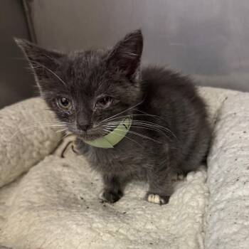 Divina -  Domestic Short Hair Cat for Adoption in Los Angeles, California - Divina | PetCurious