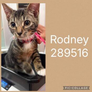 RODNEY -  Domestic Short Hair Cat for Adoption in Macon, Georgia - RODNEY | PetCurious