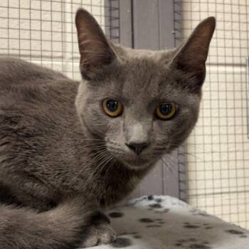 Brooks -  Russian Blue and Domestic Short Hair Cat for Adoption in Brownsboro, Alabama - Brooks | PetCurious