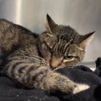 Loki -  Domestic Short Hair Cat for Adoption in Tampa, Florida - Loki | PetCurious