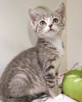 Nelly -  Domestic Short Hair Cat for Adoption in Fishers, Indiana - Nelly | PetCurious