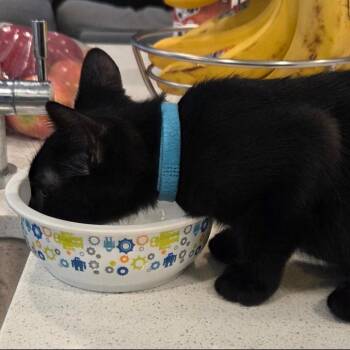 Patches -  Domestic Short Hair Cat for Adoption in League City, Texas - Patches | PetCurious