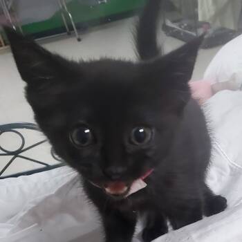 Rescue Domestic Short Hair Cats for Adoption in Franklin, North Carolina - Twila(Willow) | PetCurious