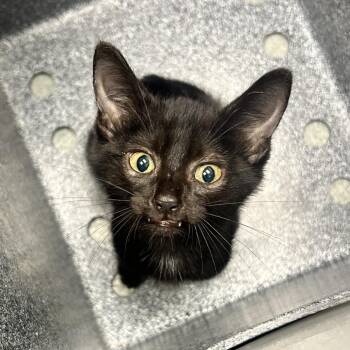 Chewbacca -  Domestic Short Hair Cat for Adoption in Abilene, Texas - Chewbacca | PetCurious