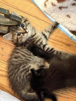 Hickory -  Domestic Short Hair Cat Available for Adoption in Kansas City, Missouri - Hickory | PetCurious