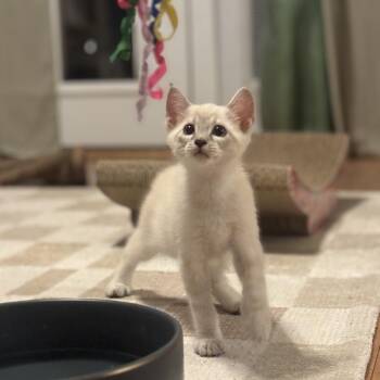 Chonk -  Domestic Short Hair Cat for Adoption in Tustin, California - Chonk | PetCurious