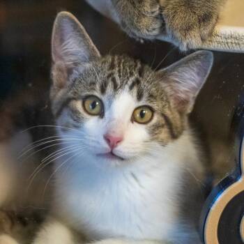 Darby -  Domestic Short Hair Cat for Adoption in Flagstaff, Arizona - Darby | PetCurious
