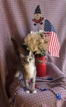 Rescue Dilute Calico Cats for Adoption in Duluth, Georgia - Mary Jane | PetCurious