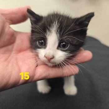 Kooky -  Domestic Short Hair Cat for Adoption in Spokane, Washington - Kooky | PetCurious