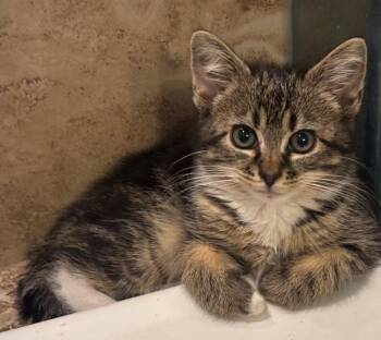 Cher -  Tabby and Domestic Short Hair Cat for Adoption in Garner, North Carolina - Cher | PetCurious