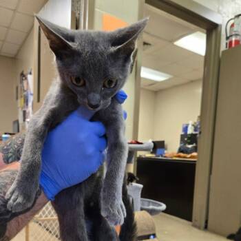 Luna -  Domestic Short Hair Cat for Adoption in Birmingham, Alabama - Luna | PetCurious