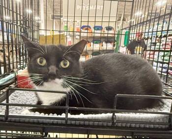 Oria -  Domestic Short Hair Cat for Adoption in Augusta, Georgia - Oria | PetCurious