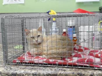 Domestic Short Hair Cats Available for Adoption - MEATLOAF | PetCurious