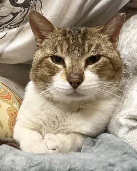 Stanley -  Domestic Short Hair Cat for Adoption in Northwood, Ohio - Stanley | PetCurious