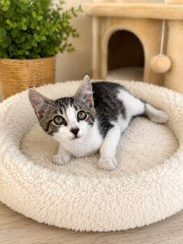 Ashton Napa -  Tabby Cat for Adoption in Napa, California - Ashton Napa | PetCurious